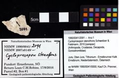 Foto (Objket + Etiketten) von Cycloprosopon stenofrons (Schweitzer & Feldmann, 2010) 